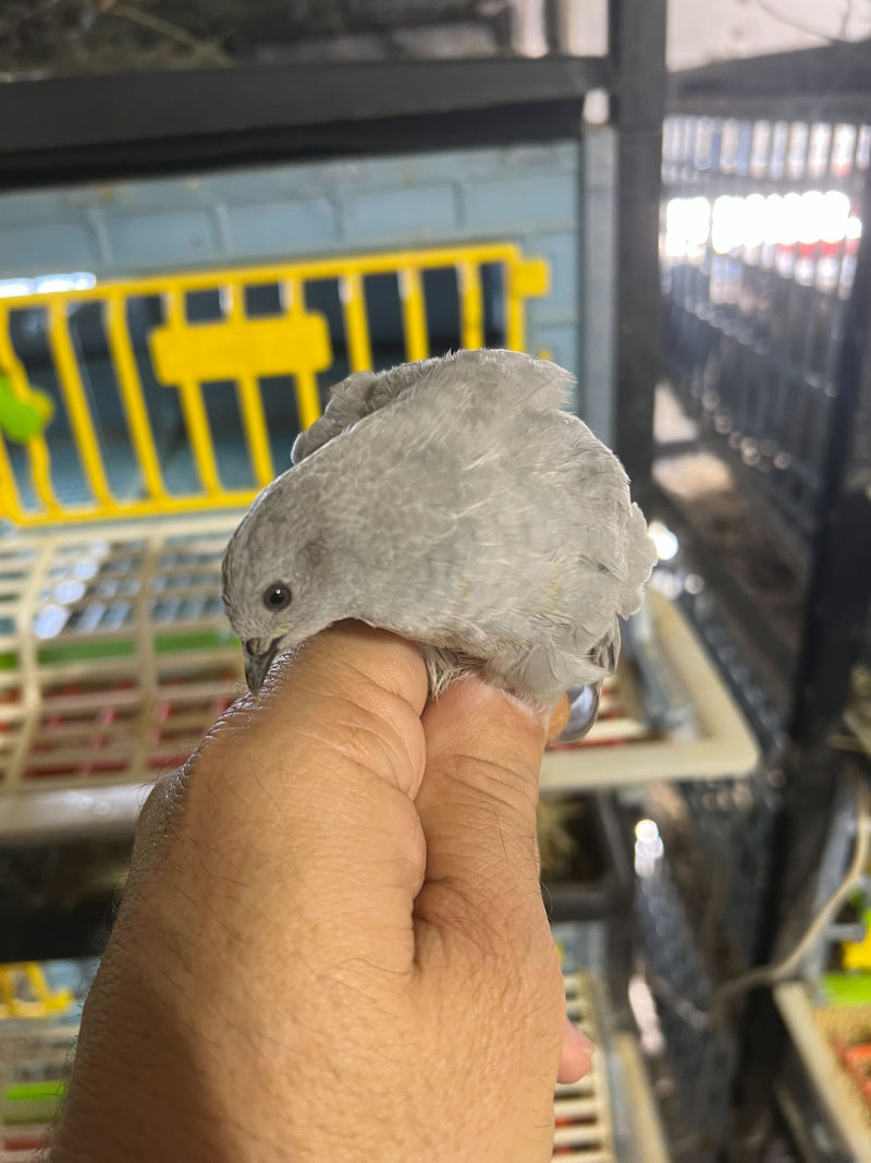Load image into Gallery viewer, Button Quail Eggs -Eggs for Hatching
