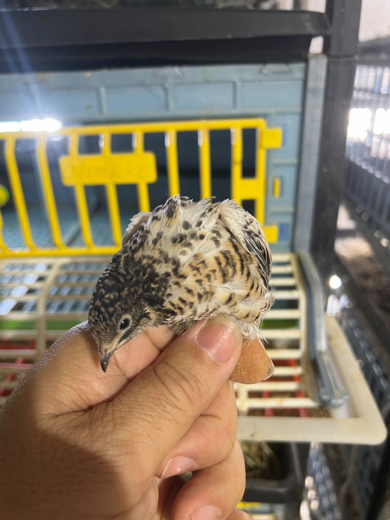 Load image into Gallery viewer, Button Quail Eggs -Eggs for Hatching
