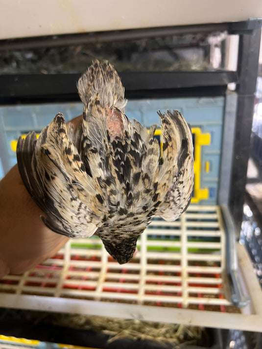 Button Quail Eggs -Eggs for Hatching