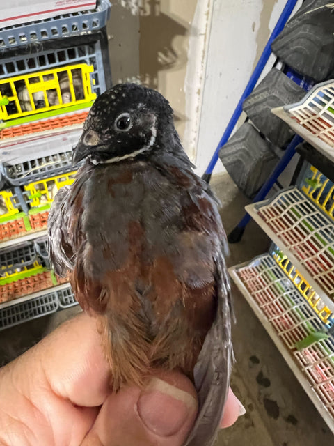Button quail hatching eggs, Buddy's Hatchery