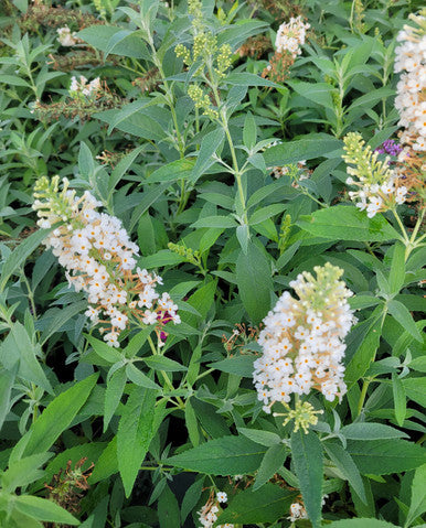 Load image into Gallery viewer, Buzz® Ivory Butterfly Bush | Buzz Buddleia Collection
