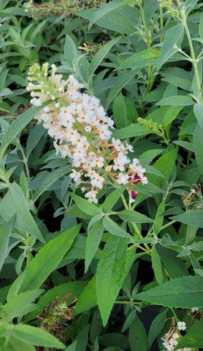 Load image into Gallery viewer, Buzz® Ivory Butterfly Bush | Buzz Buddleia Collection
