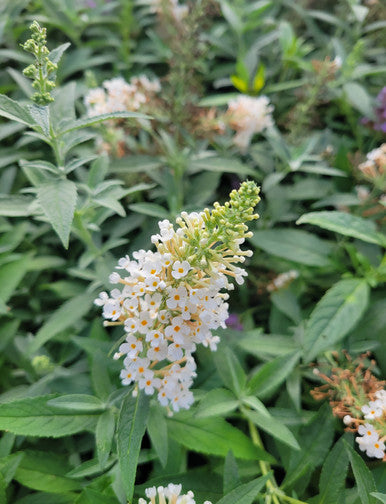 Load image into Gallery viewer, Buzz® Ivory Butterfly Bush | Buzz Buddleia Collection
