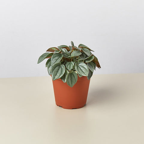 Peperomia Napoli Nights 4 Inch Pot