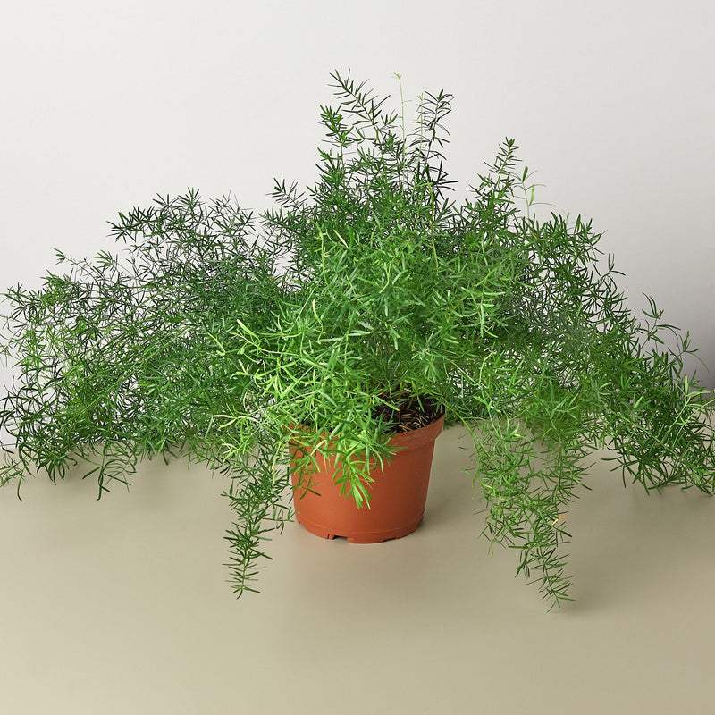Load image into Gallery viewer, Fern 'Sprengeri'
