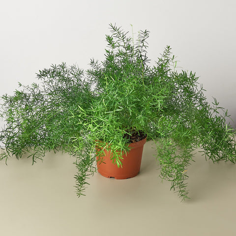 Sprengeri fern