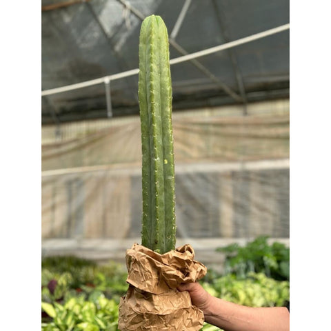 Cactus Echinopsis Pachanoi, 2 feet
