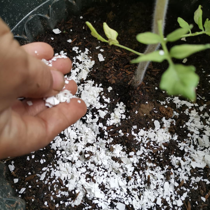 Load image into Gallery viewer, Quail PlantShellz - The Natural Nourishment for Your House Plants
