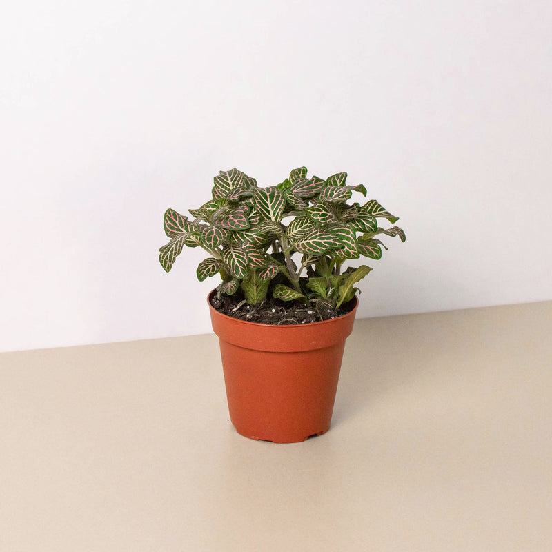 Load image into Gallery viewer, Fittonia 'Pink'
