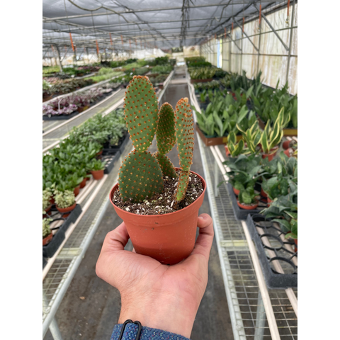 Opuntia Microdasys Bunny Ear Cactus