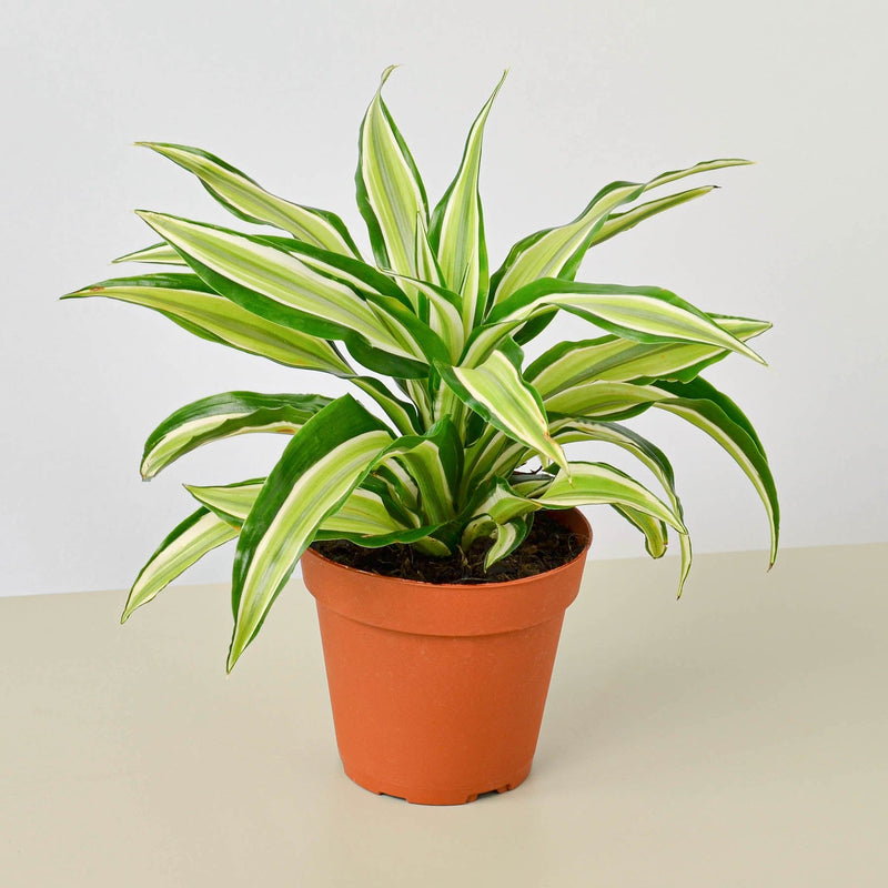 Load image into Gallery viewer, Dracaena 'Malaika'
