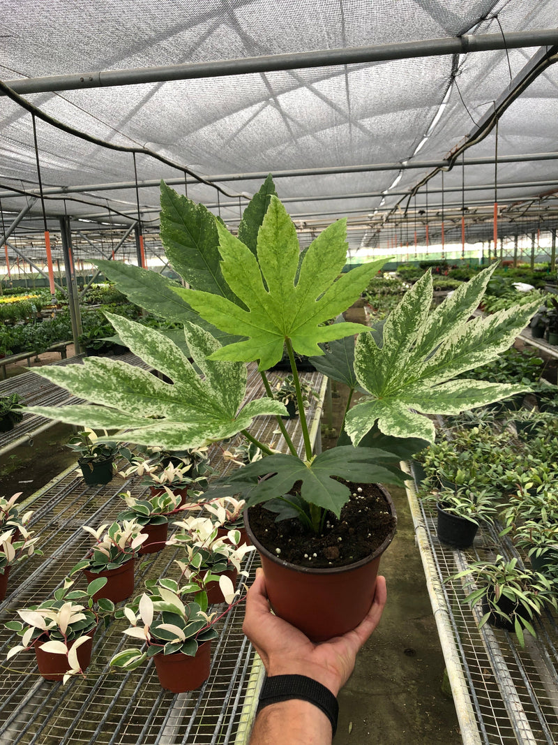 Load image into Gallery viewer, Fatsia 'Spider's Web'
