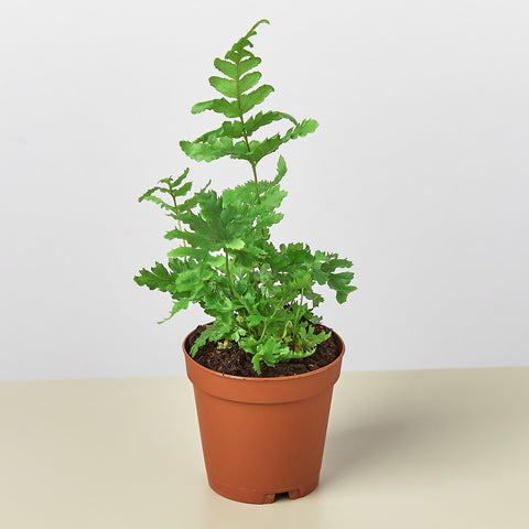 Autumn fern