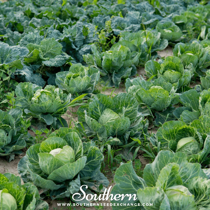Load image into Gallery viewer, Brunswick Cabbage – 100 Seeds
