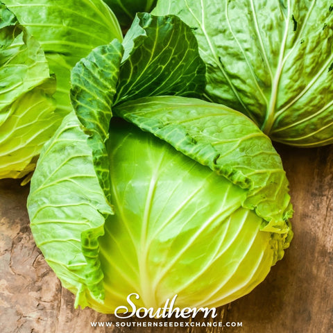 Brunswick Cabbage – 100 Seeds, retail packaging