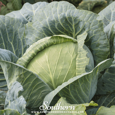 Brunswick Cabbage seeds package, 100 count, GrowTime Garden Supply
