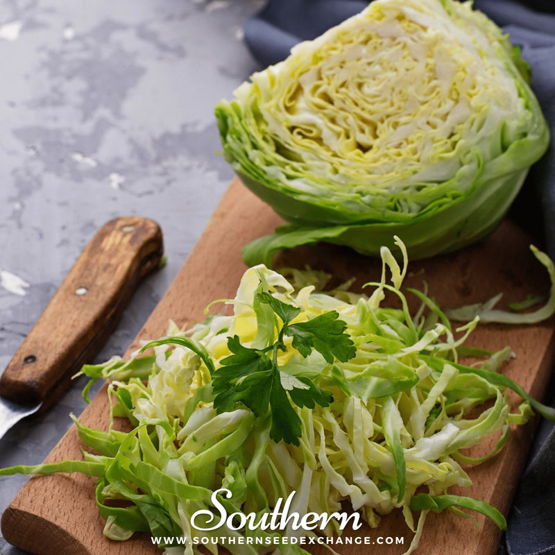 Load image into Gallery viewer, Brunswick Cabbage – 100 Seeds
