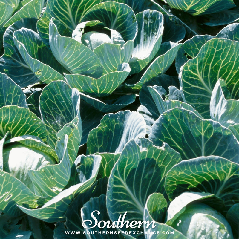 Load image into Gallery viewer, Copenhagen Market Cabbage – 100 Seeds
