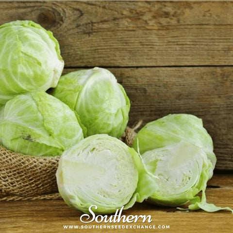 Copenhagen Market Cabbage – 100 Seeds, retail packaging