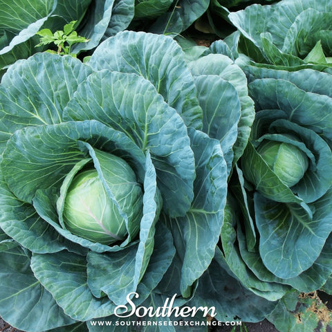Copenhagen Market Cabbage seeds package, 100 count, GrowTime Garden Supply