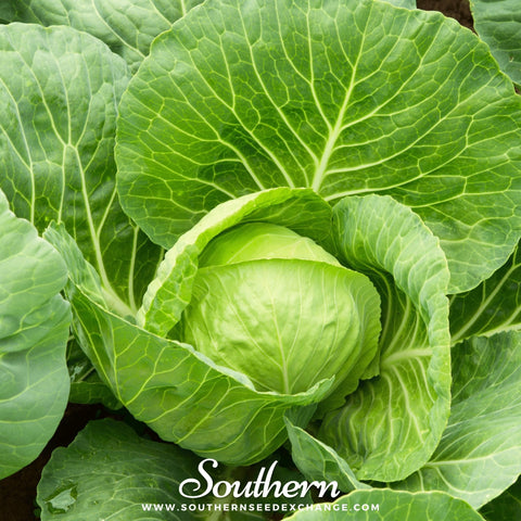 Golden Acre Cabbage seeds package, 100 count, GrowTime Garden Supply