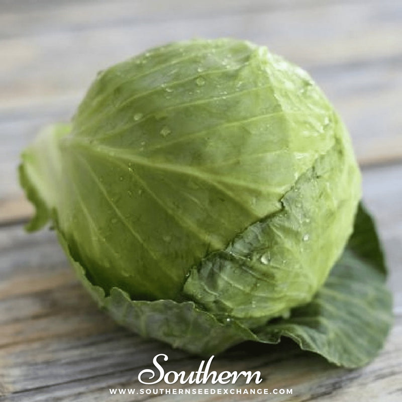 Load image into Gallery viewer, Golden Acre Cabbage – 100 Seeds
