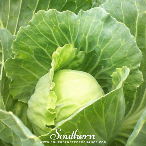 Golden Acre Cabbage – 100 Seeds, retail packaging