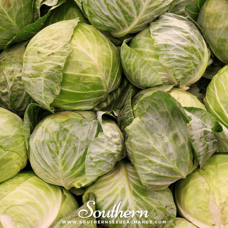Load image into Gallery viewer, Golden Acre Cabbage – 100 Seeds
