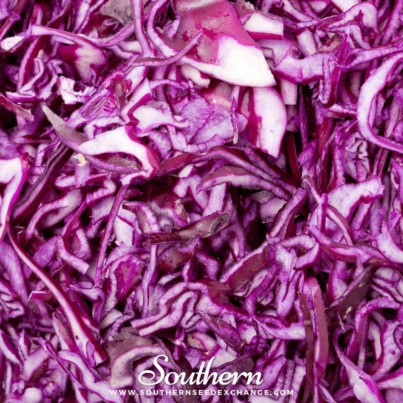 Load image into Gallery viewer, Mammoth Red Rock Cabbage – 100 Seeds
