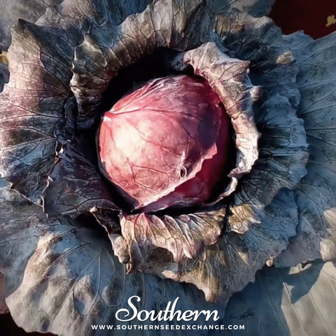 Mammoth Red Rock Cabbage seeds package, 100 count, GrowTime Garden Supply