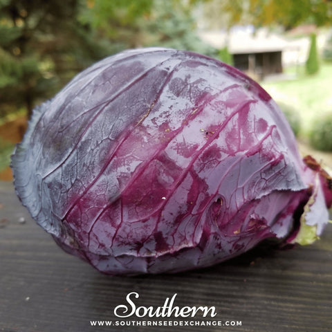 Mammoth Red Rock Cabbage – 100 Seeds, retail packaging