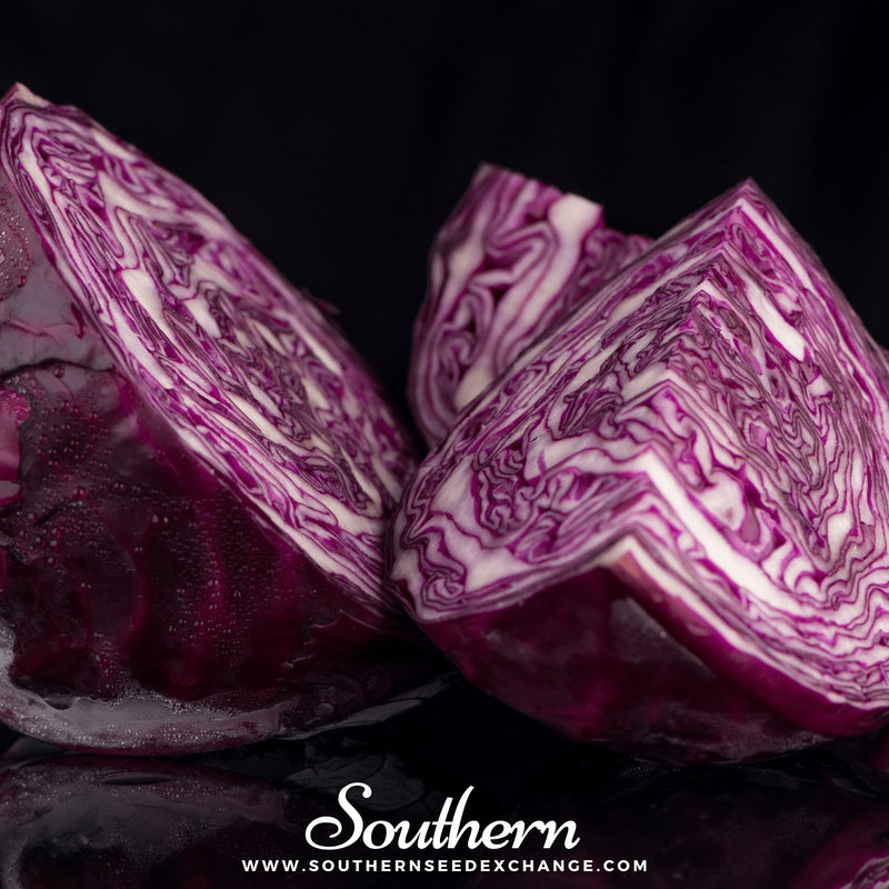Load image into Gallery viewer, Mammoth Red Rock Cabbage – 100 Seeds
