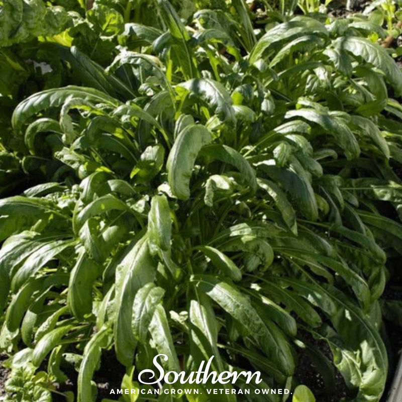 Load image into Gallery viewer, Mibuna Chinese Cabbage – 100 Seeds
