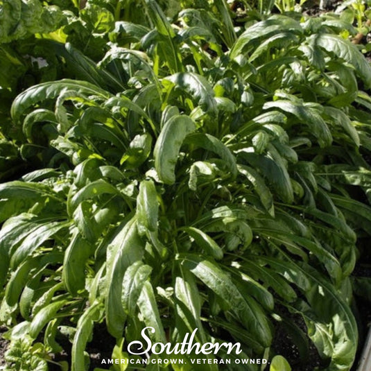 Mibuna Chinese Cabbage – 100 Seeds