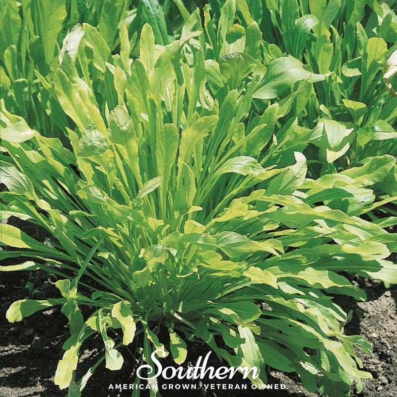 Load image into Gallery viewer, Mibuna Chinese Cabbage – 100 Seeds
