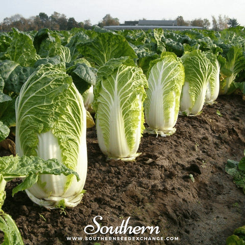 Napa Michihili Heading Cabbage seeds package, 100 count, GrowTime Garden Supply