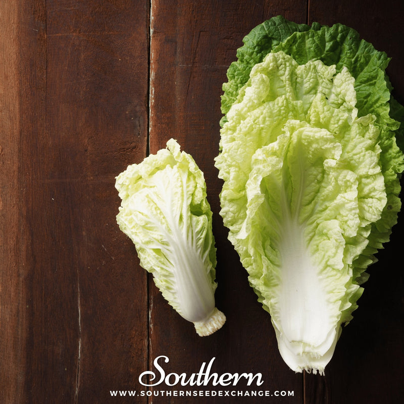 Load image into Gallery viewer, Napa Michihili Heading Cabbage – 100 Seeds
