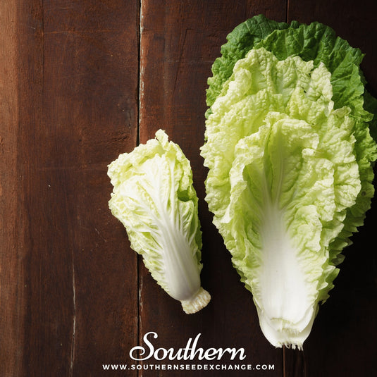 Napa Michihili Heading Cabbage – 100 Seeds