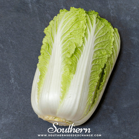 Napa Michihili Heading Cabbage – 100 Seeds, retail packaging