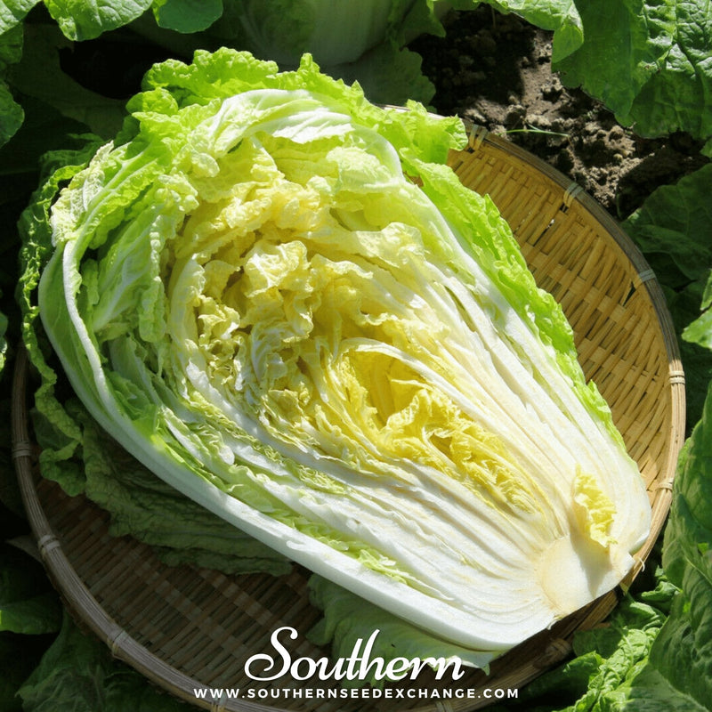 Load image into Gallery viewer, Napa Michihili Heading Cabbage – 100 Seeds
