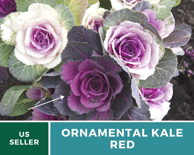 Load image into Gallery viewer, Red Ornamental Cabbage – 10 Seeds
