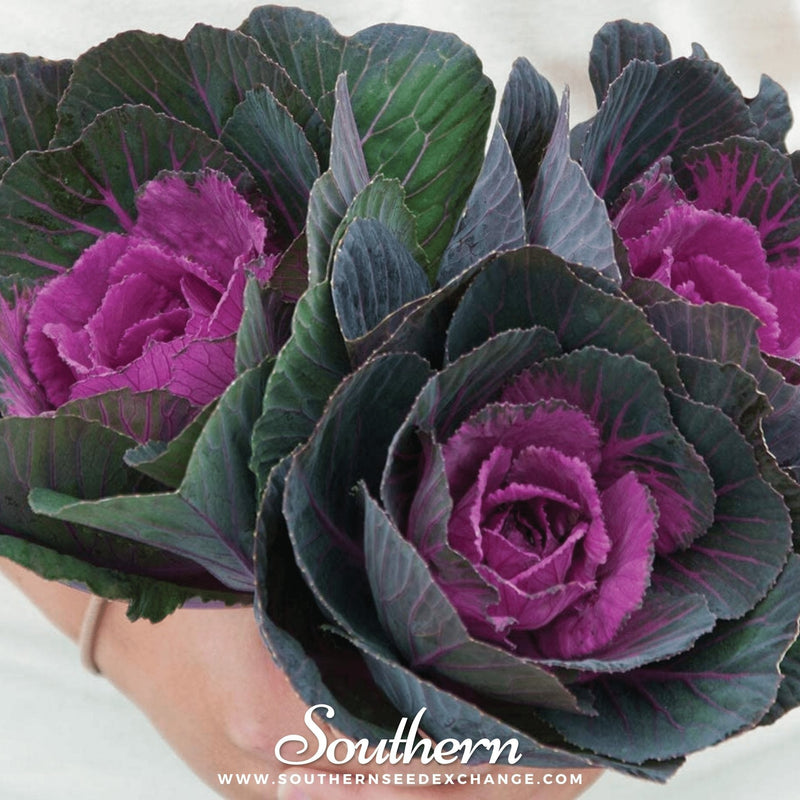 Load image into Gallery viewer, Red Ornamental Cabbage – 10 Seeds
