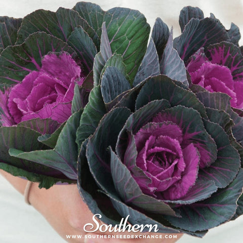Red Ornamental Cabbage seeds package, 10 count, GrowTime Garden Supply