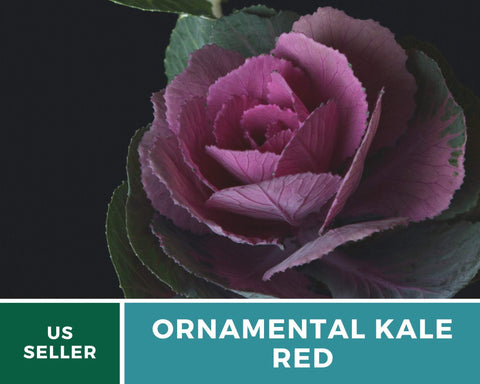 Red Ornamental Cabbage – 10 Seeds, retail packaging