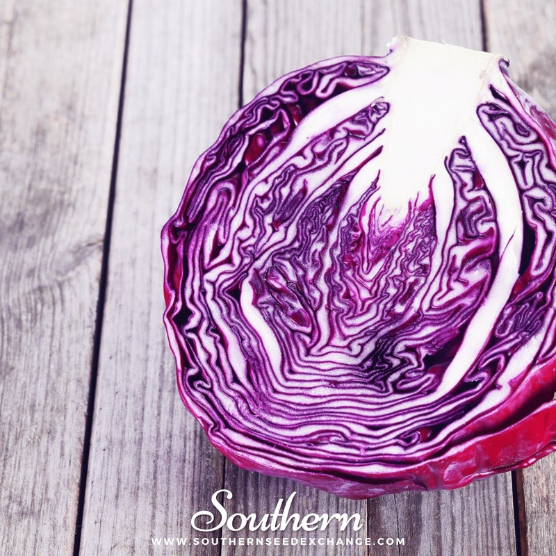 Load image into Gallery viewer, Red Acre Cabbage – 100 Seeds
