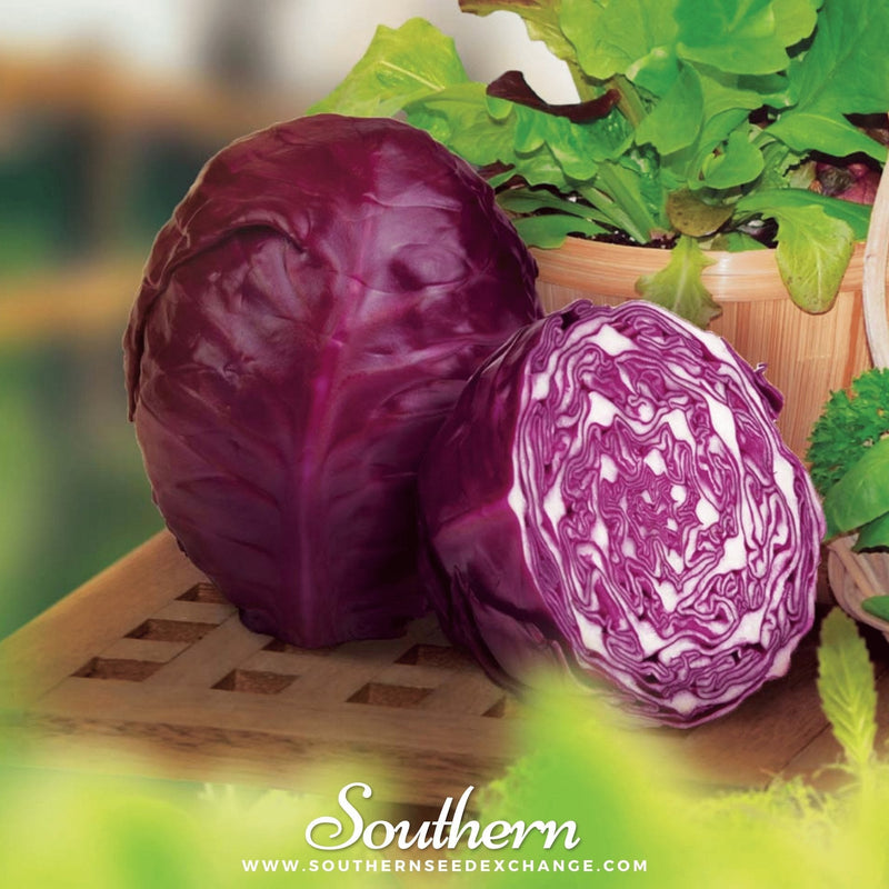Load image into Gallery viewer, Red Acre Cabbage – 100 Seeds

