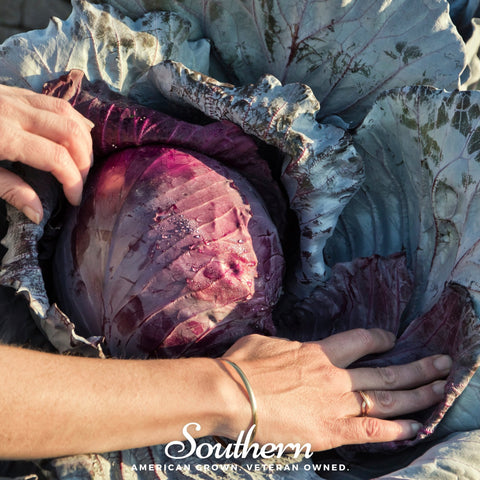 Red Acre Cabbage seeds package, 100 count, GrowTime Garden Supply