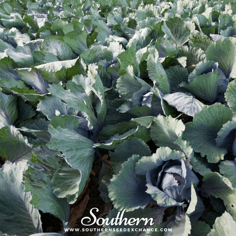 Red Acre Cabbage – 100 Seeds, retail packaging