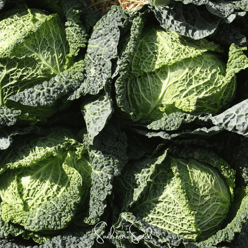 Load image into Gallery viewer, Savoy Cabbage – 100 Seeds
