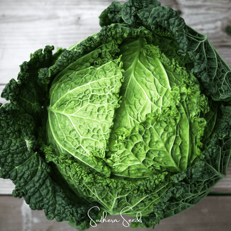 Load image into Gallery viewer, Savoy Cabbage – 100 Seeds
